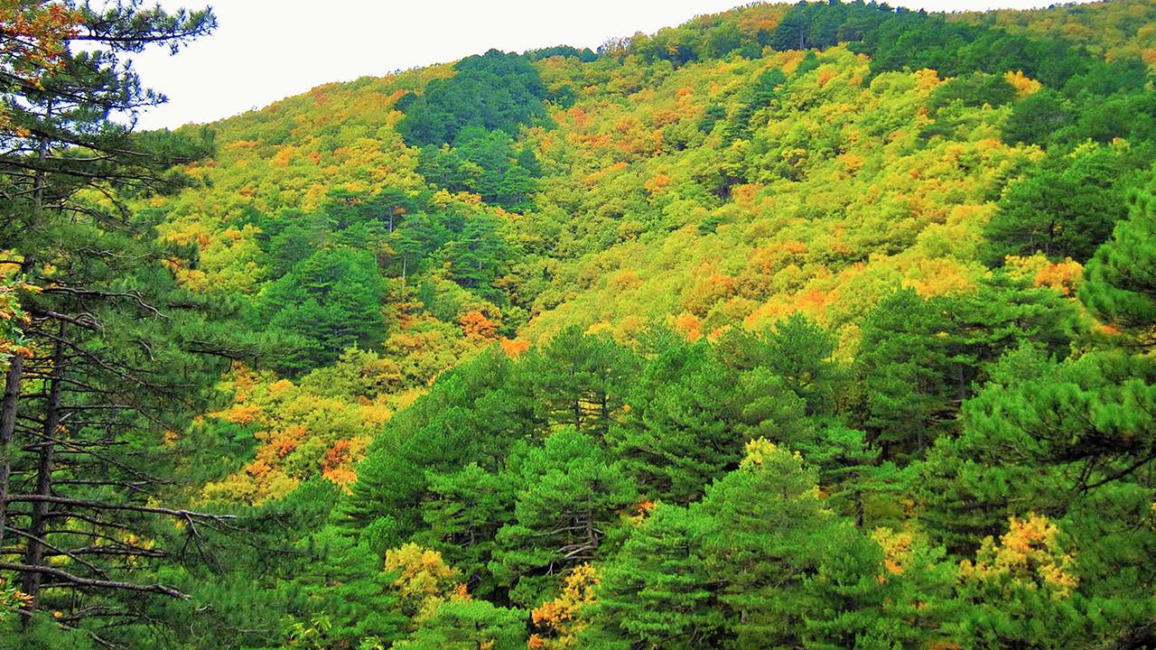 Foto - İklim değişikliğiyle mücadelede en kilit rol ormanların! 