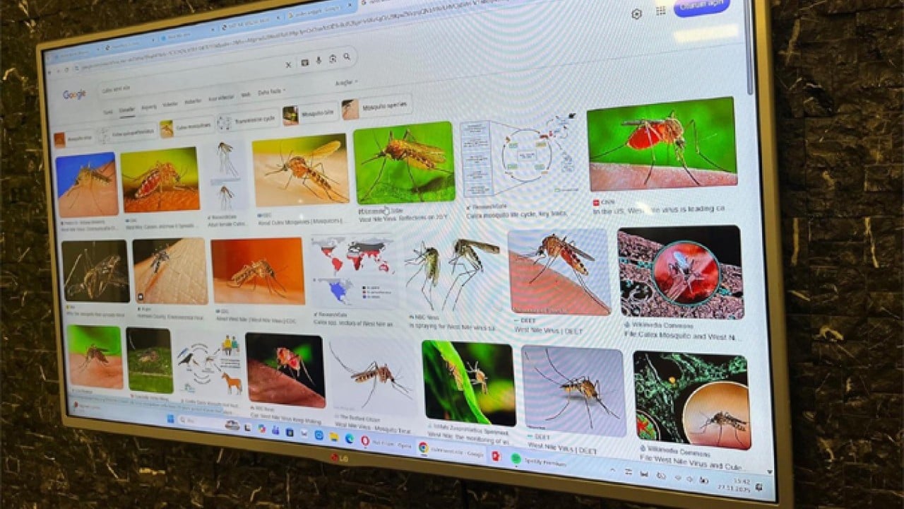 Foto - İklim değişti! Tropikal kökenli sivrisinekler Türkiye'ye taşındı