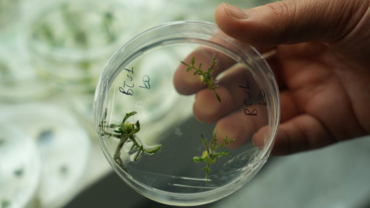 İklim krizine karşı yeni umut! Bu domates kuraklığa meydan okuyacak