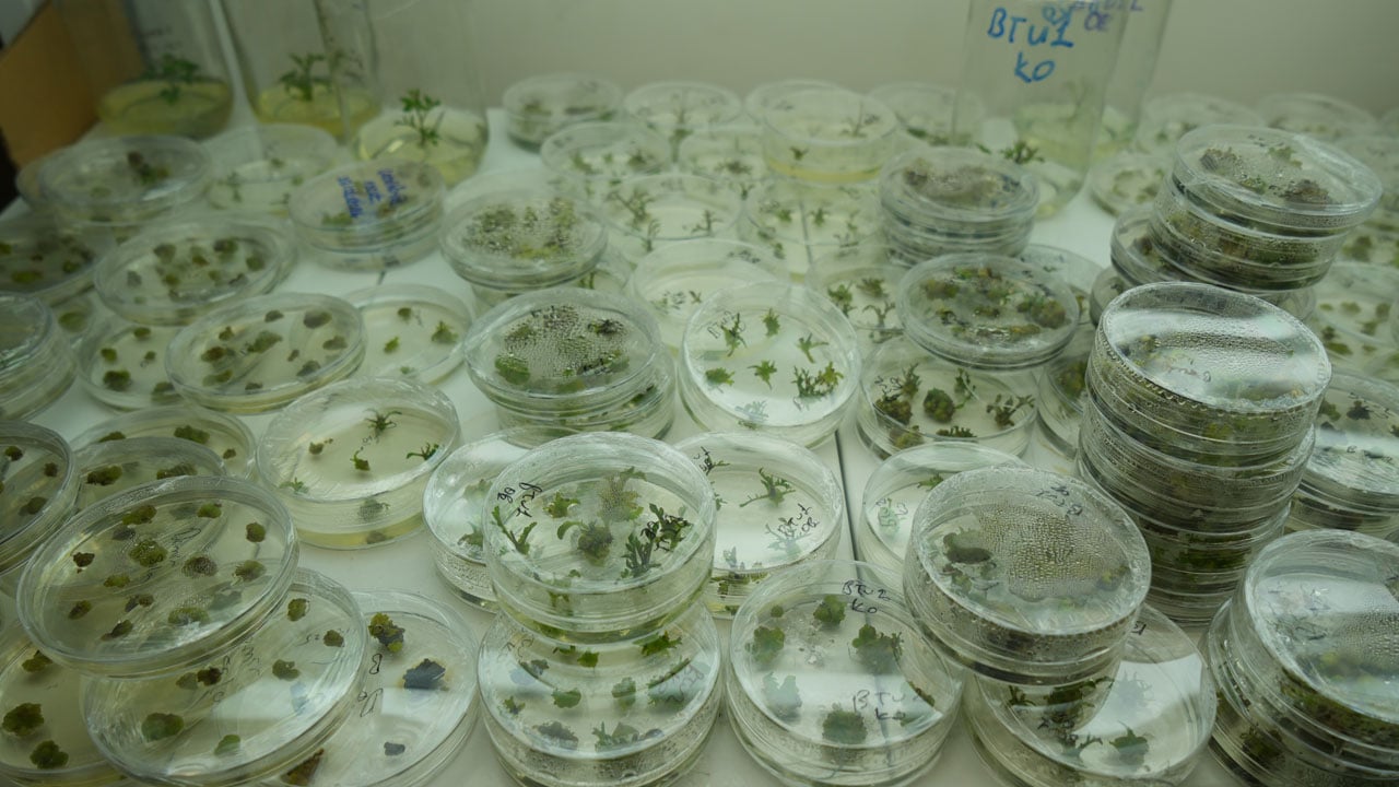 Foto - İklim krizine karşı yeni umut! Bu domates kuraklığa meydan okuyacak