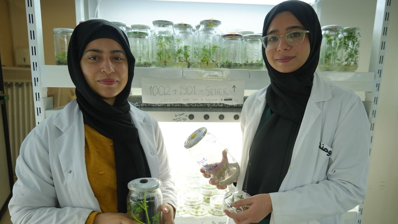 Foto - İklim krizine karşı yeni umut! Bu domates kuraklığa meydan okuyacak