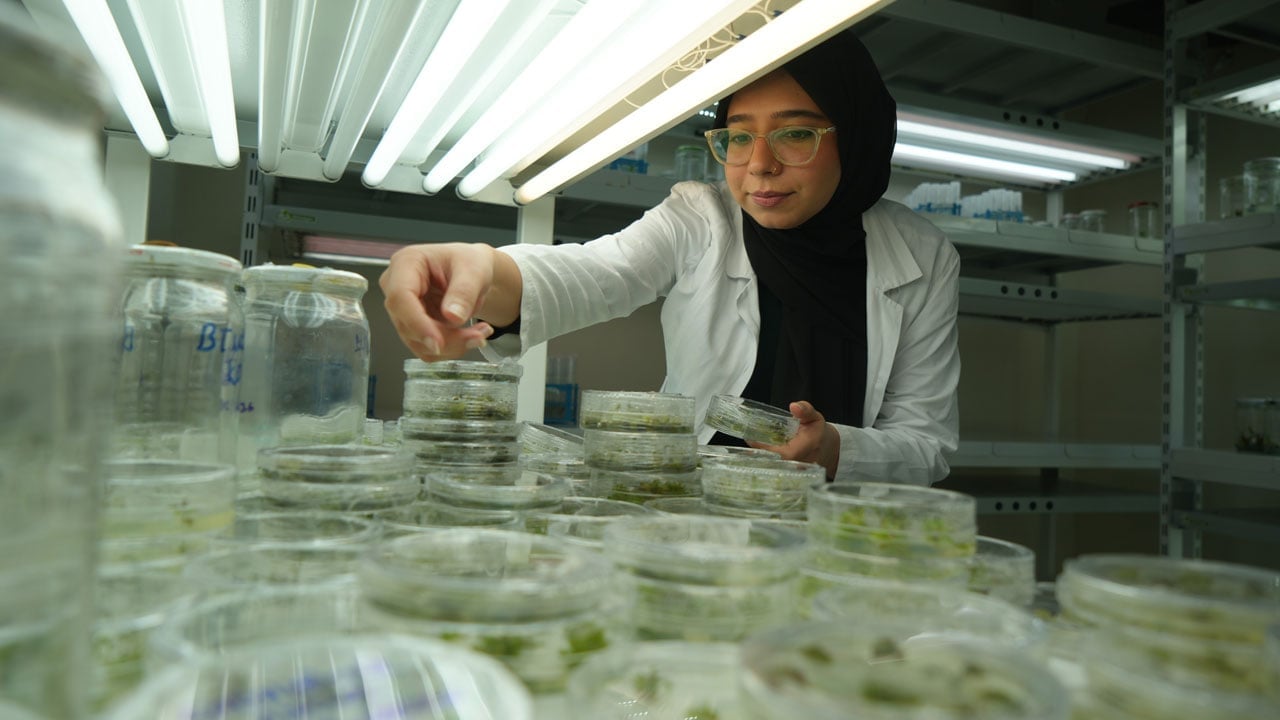 Foto - İklim krizine karşı yeni umut! Bu domates kuraklığa meydan okuyacak