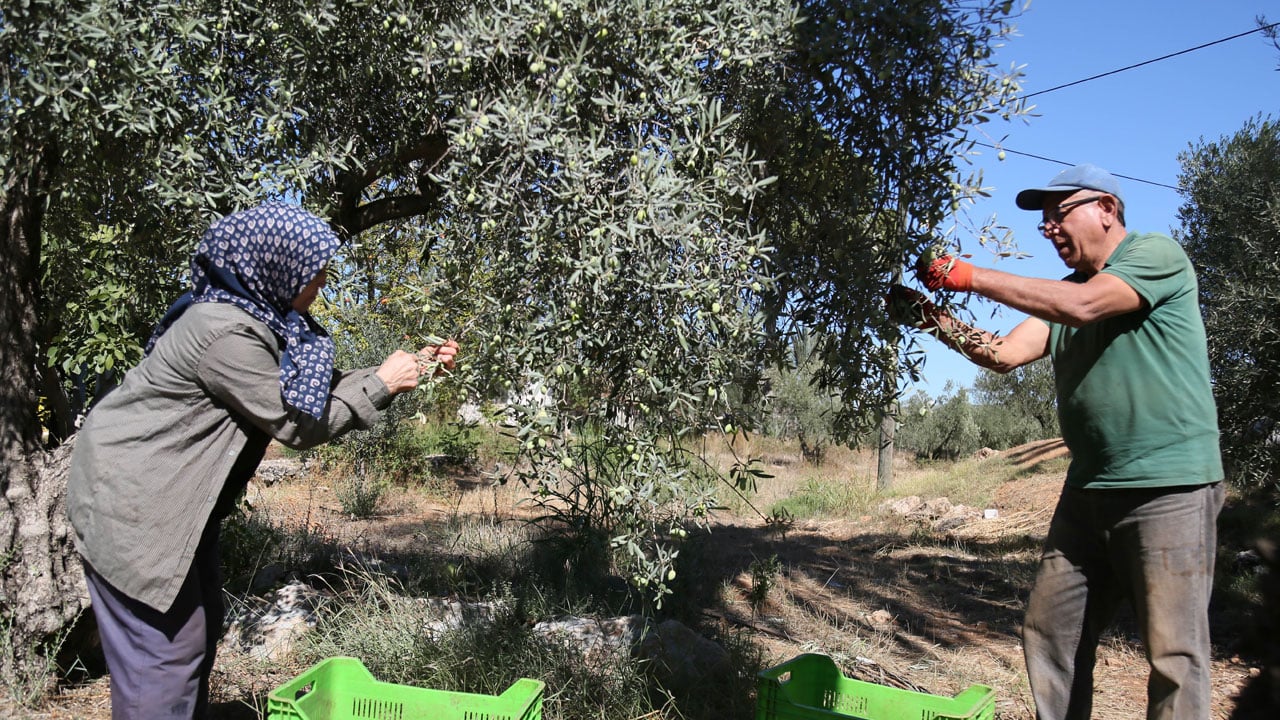 Foto - İklim vurdu, üretici endişeli! Rekolte yüzde 30 azaldı
