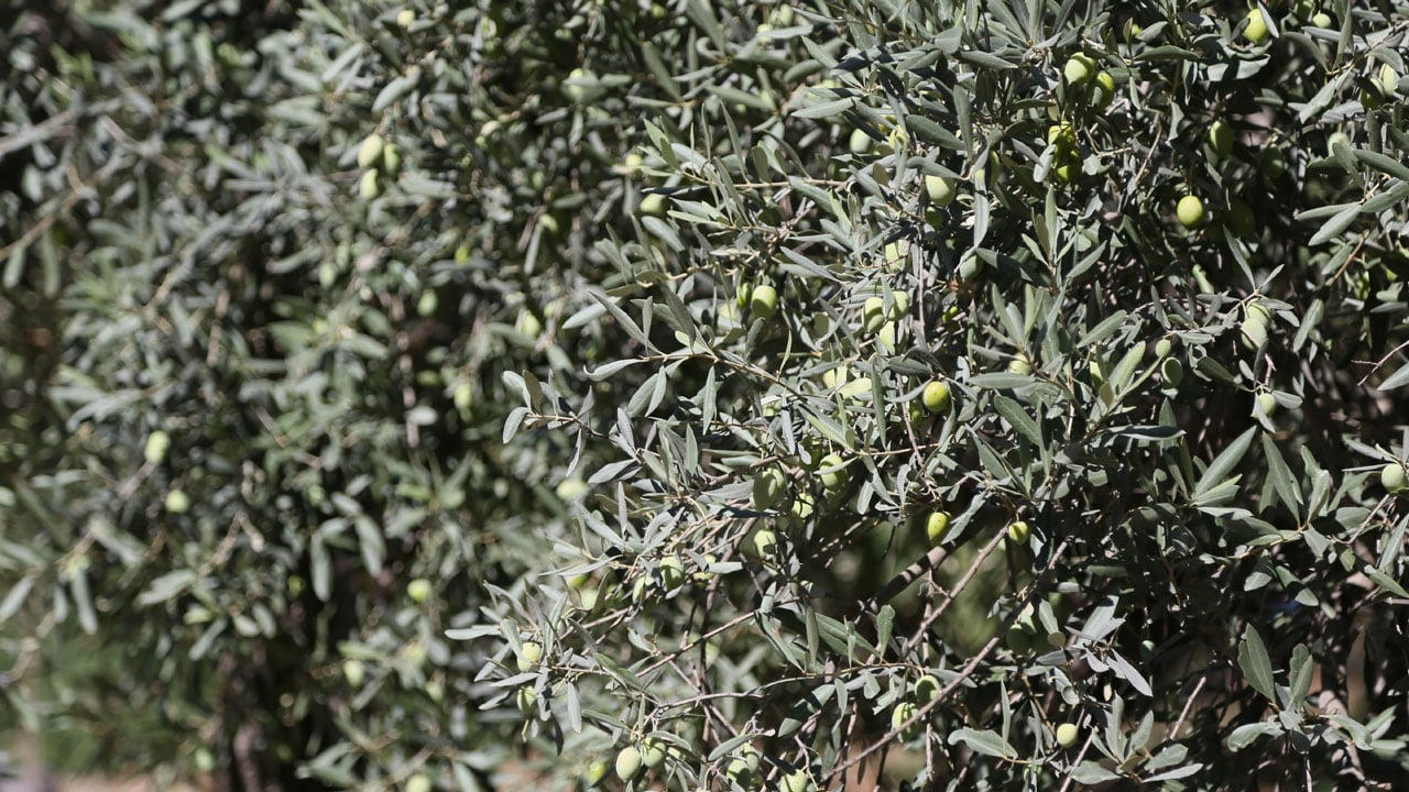 İklim vurdu, üretici endişeli! Rekolte yüzde 30 azaldı