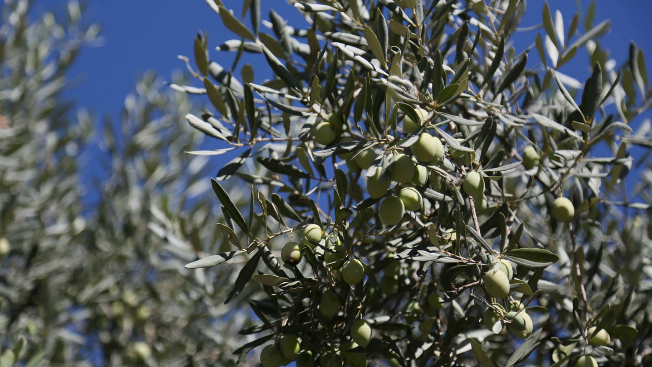 Foto - İklim vurdu, üretici endişeli! Rekolte yüzde 30 azaldı