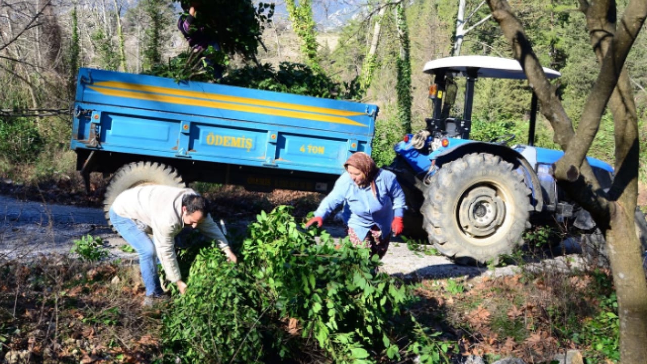 Foto - İlçenin geçim kaynağı oldu! Kilo fiyatı yüzleri güldürdü