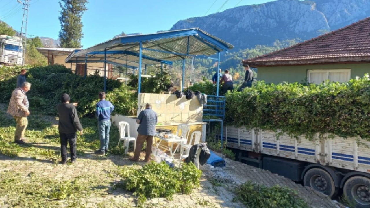 Foto - İlçenin geçim kaynağı oldu! Kilo fiyatı yüzleri güldürdü