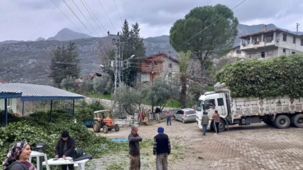 Foto - İlçenin geçim kaynağı oldu! Kilo fiyatı yüzleri güldürdü
