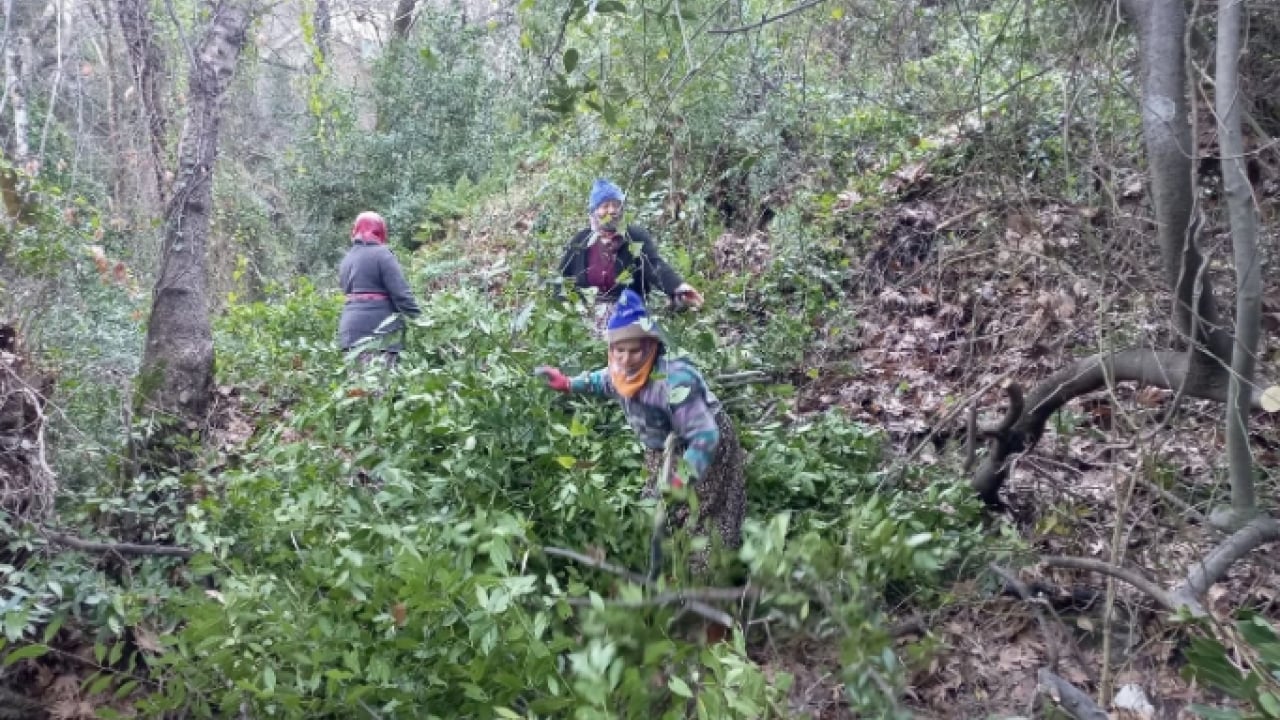 Foto - İlçenin geçim kaynağı oldu! Kilo fiyatı yüzleri güldürdü