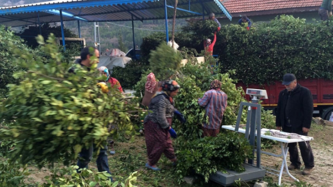 Foto - İlçenin geçim kaynağı oldu! Kilo fiyatı yüzleri güldürdü