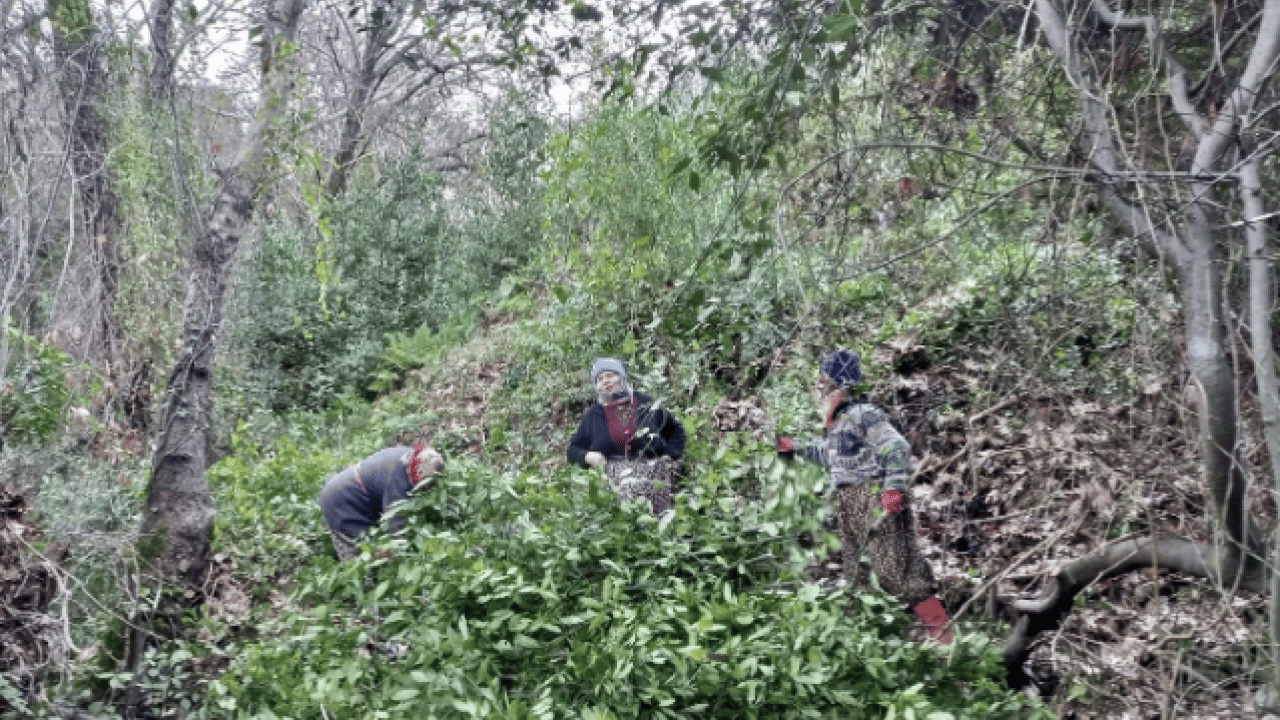 İlçenin geçim kaynağı oldu! Kilo fiyatı yüzleri güldürdü