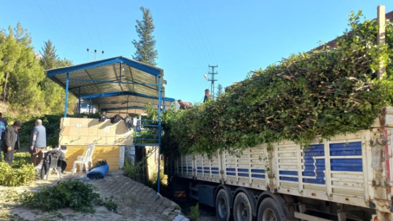 Foto - İlçenin geçim kaynağı oldu! Kilo fiyatı yüzleri güldürdü