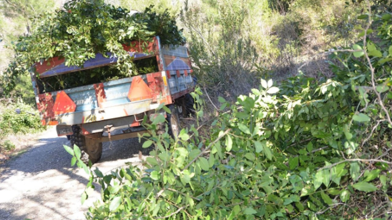 Foto - İlçenin geçim kaynağı oldu! Kilo fiyatı yüzleri güldürdü
