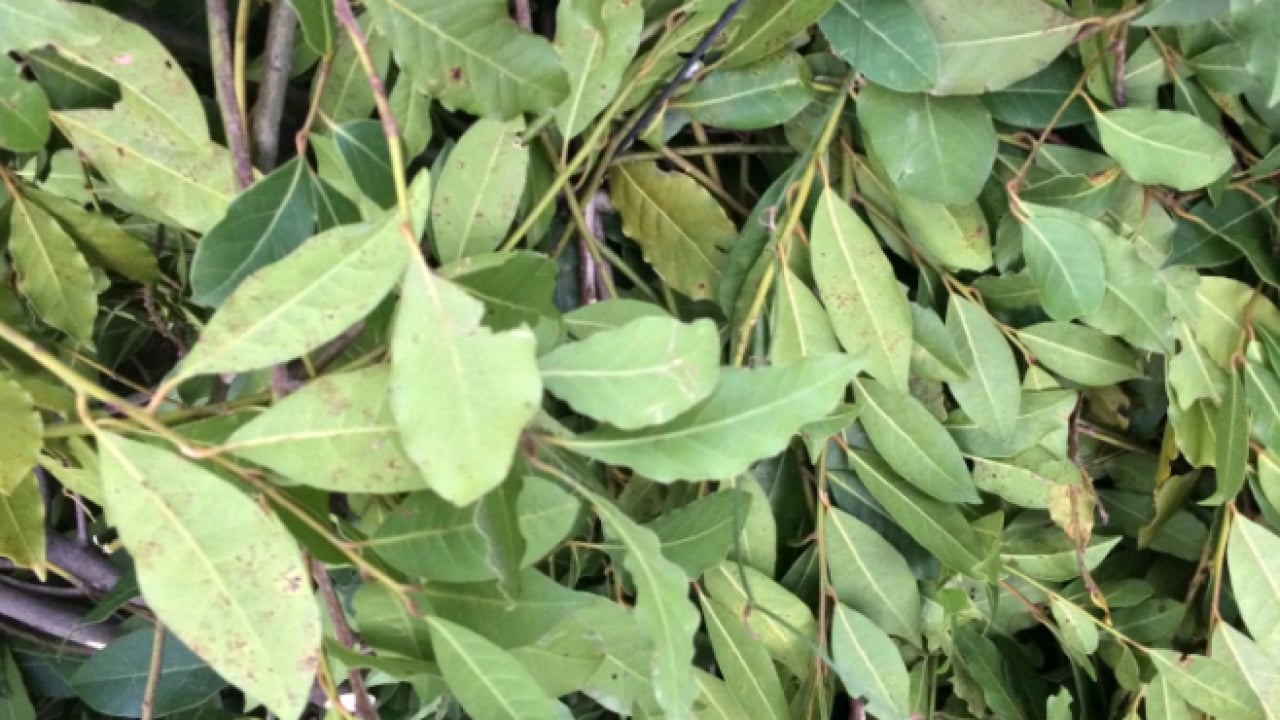 Foto - İlçenin geçim kaynağı oldu! Kilo fiyatı yüzleri güldürdü