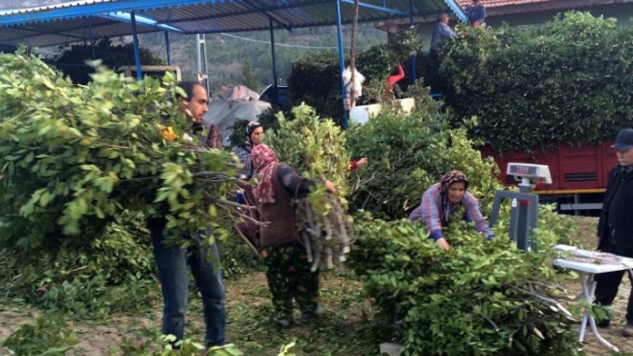 Foto - İlçenin geçim kaynağı oldu! Kilo fiyatı yüzleri güldürdü