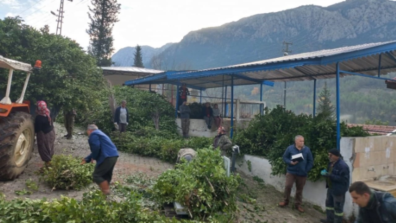 Foto - İlçenin geçim kaynağı oldu! Kilo fiyatı yüzleri güldürdü