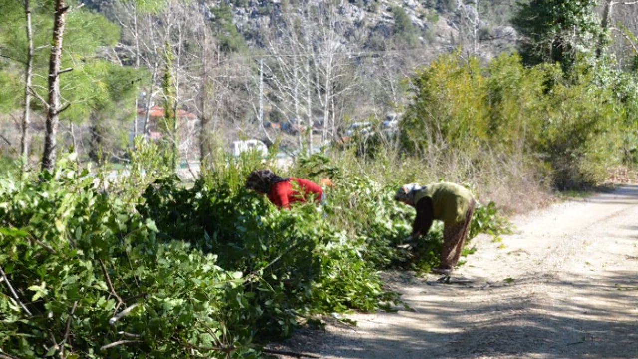 Foto - İlçenin geçim kaynağı oldu! Kilo fiyatı yüzleri güldürdü