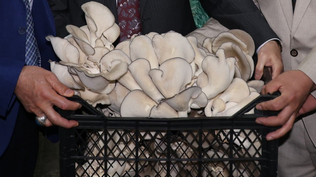 Foto - İlk hasadı yapıldı! Atıl tünelde istiridye mantarı yetiştirdiler