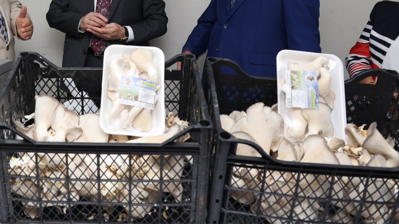 Foto - İlk hasadı yapıldı! Atıl tünelde istiridye mantarı yetiştirdiler
