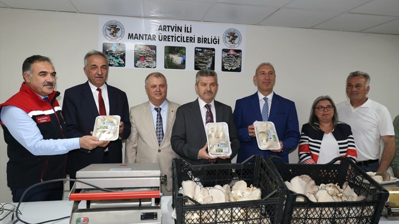 Foto - İlk hasadı yapıldı! Atıl tünelde istiridye mantarı yetiştirdiler