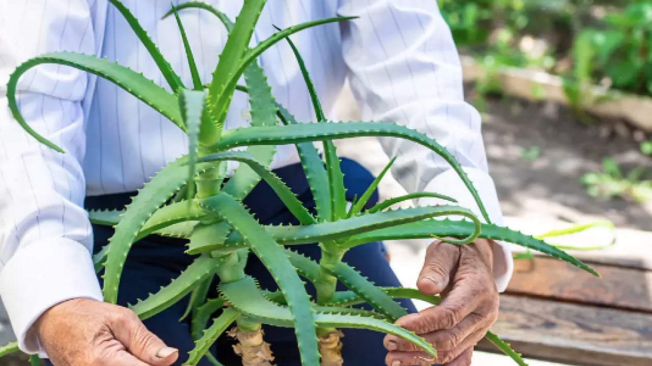 Foto - İltihaplı sivilceyi anında eritip yok ediyor! Asit gibi etkisi var, 1 damlası sivilceyi kurutuyor