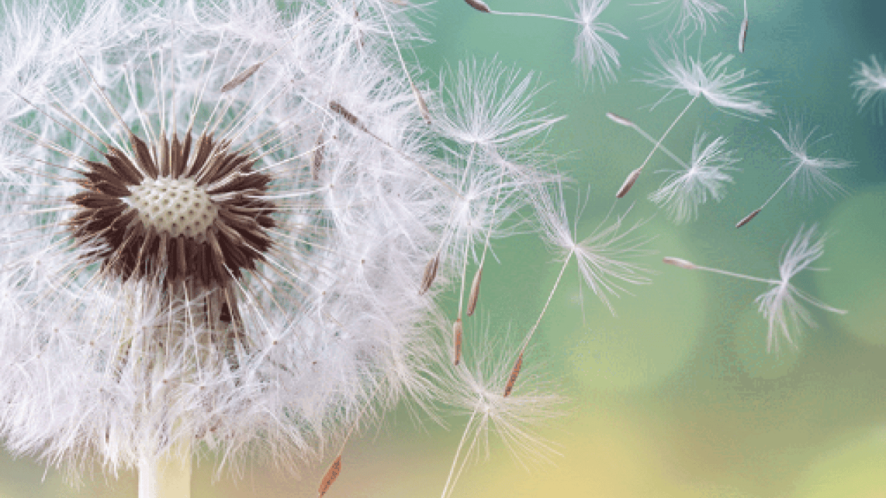 Foto - İmmünoloji Uzmanı duyurdu: Polen alerjisine karşı kalıcı kalkan 'alerji aşısı'