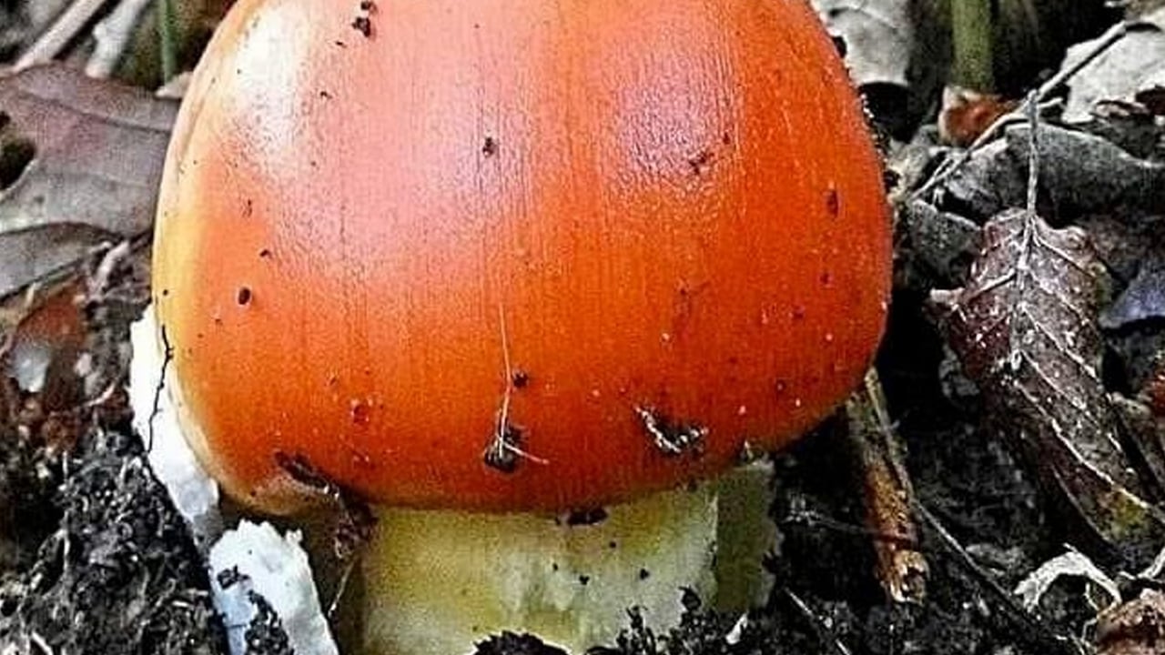 Foto - İmparator Mantarı nedir? Can alabilir: Mantarlar, ne bitki ne de hayvan... 