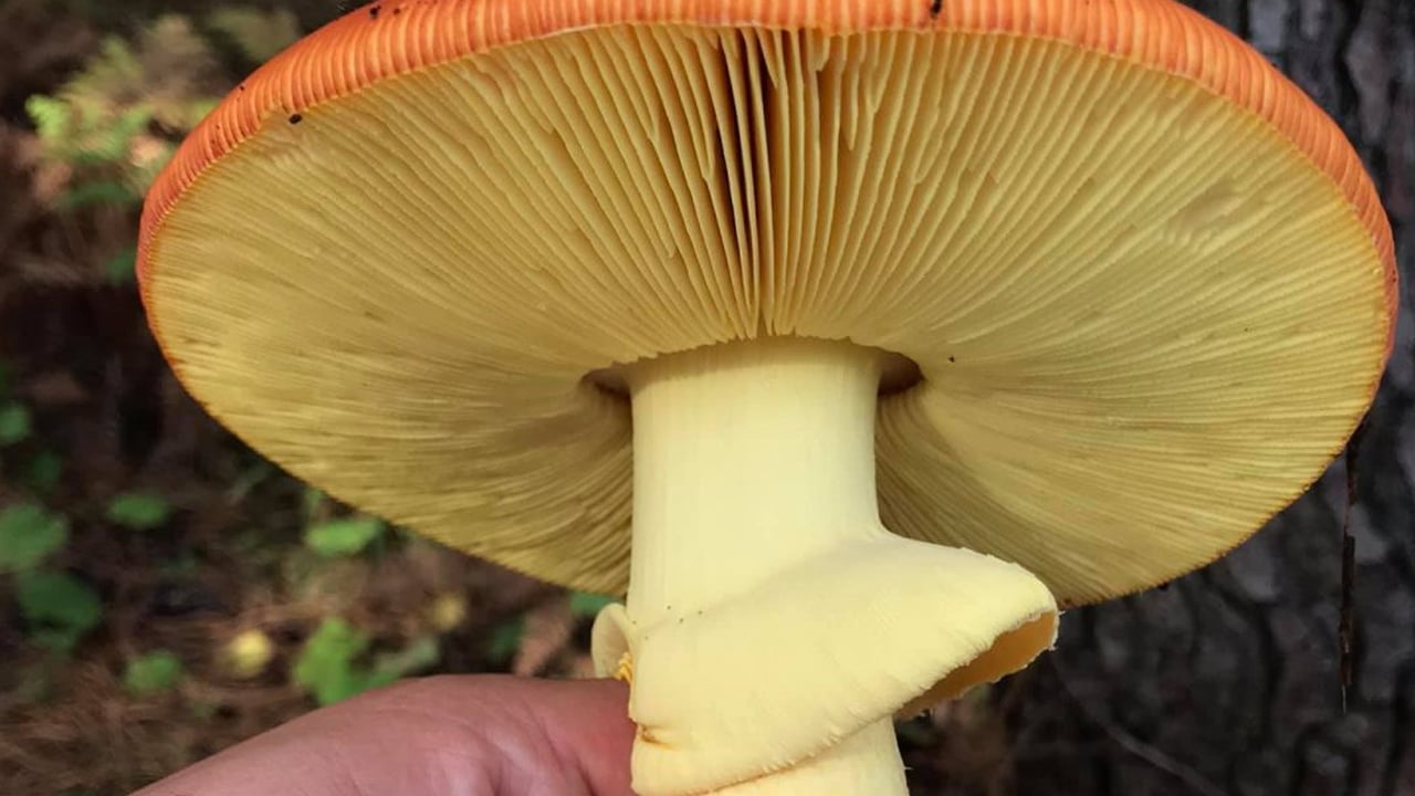 Foto - İmparator Mantarı nedir? Can alabilir: Mantarlar, ne bitki ne de hayvan... 