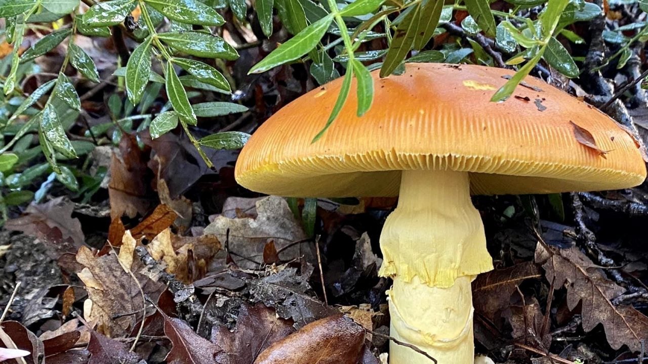  İmparator Mantarı nedir? Can alabilir: Mantarlar, ne bitki ne de hayvan... 