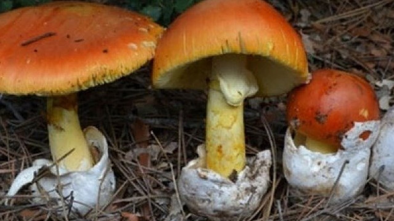 Foto - İmparator Mantarı nedir? Can alabilir: Mantarlar, ne bitki ne de hayvan... 