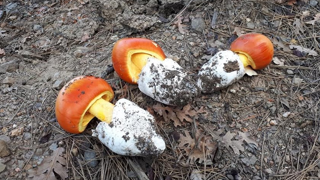 Foto - İmparator Mantarı nedir? Can alabilir: Mantarlar, ne bitki ne de hayvan... 