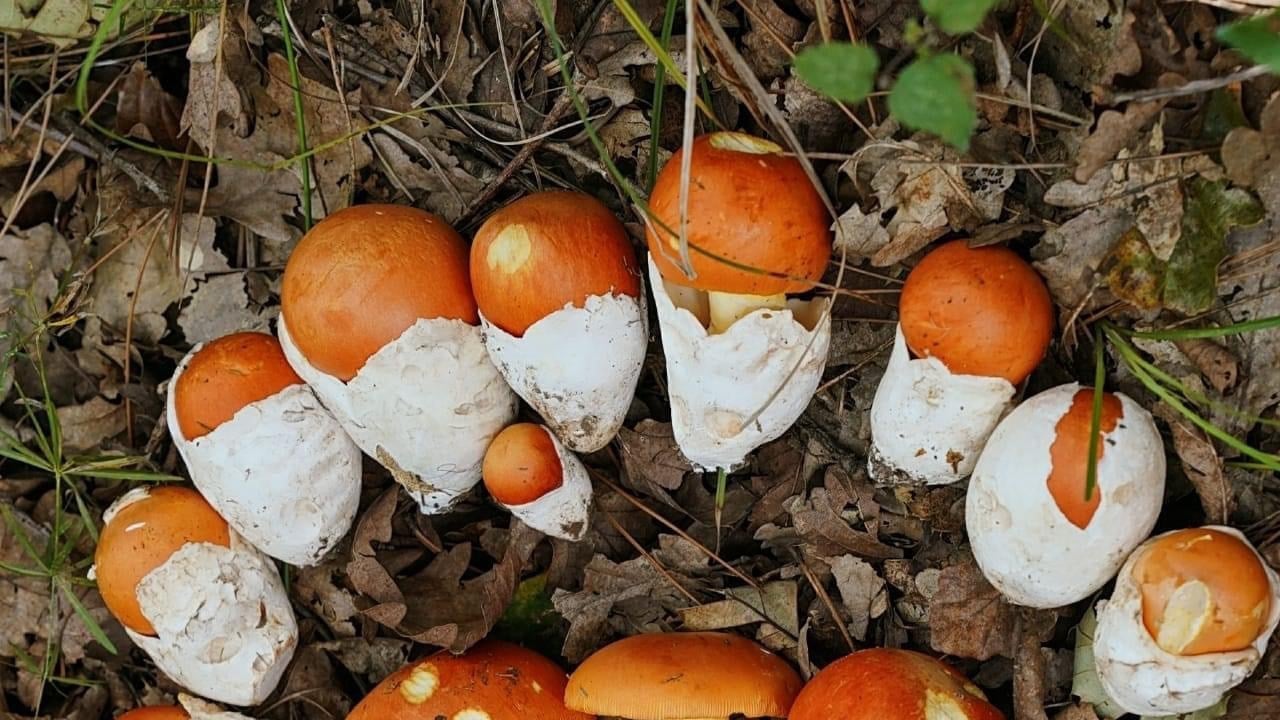 Foto - İmparator Mantarı nedir? Can alabilir: Mantarlar, ne bitki ne de hayvan... 