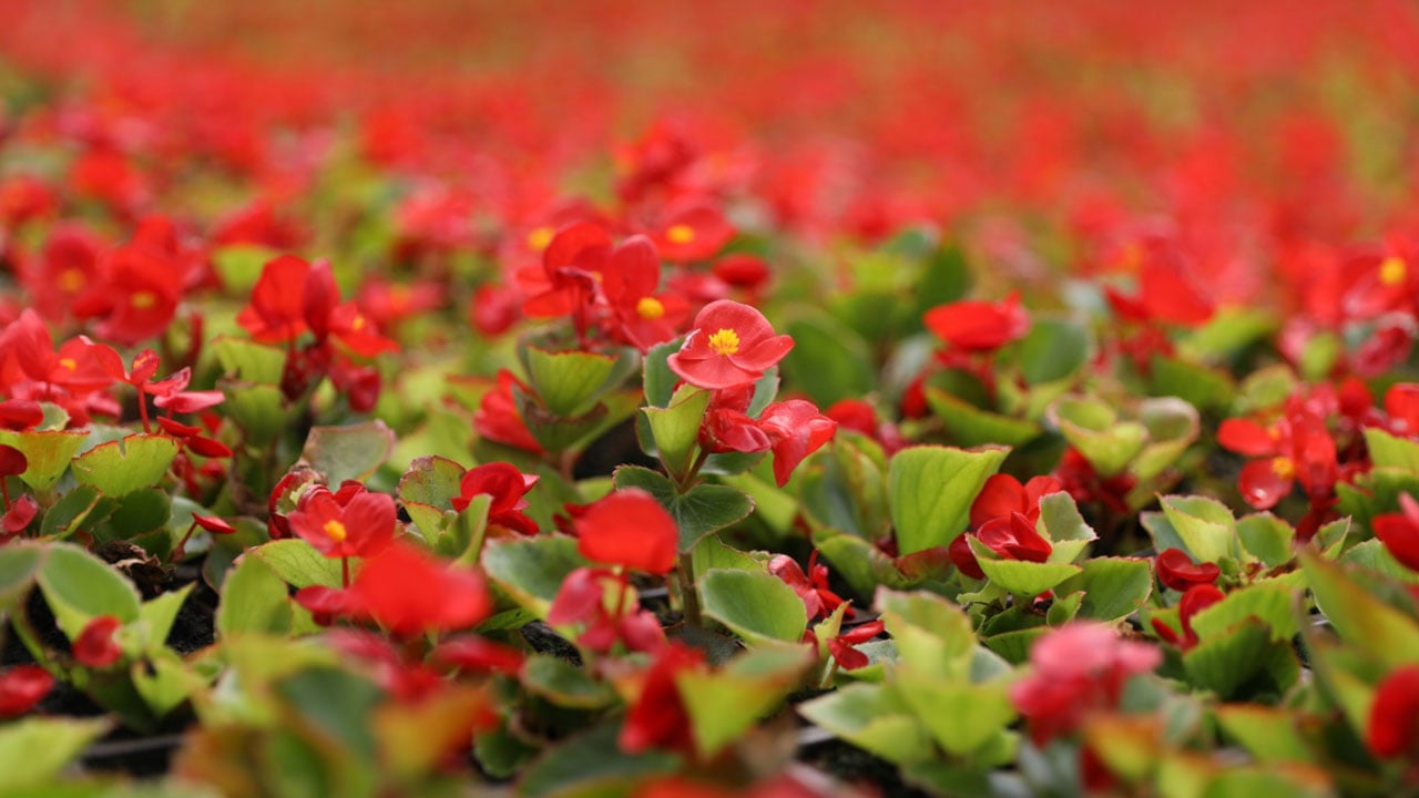 Foto - İnanması güç ama doğru! Bu şehirde çöpten çiçek üretiliyor