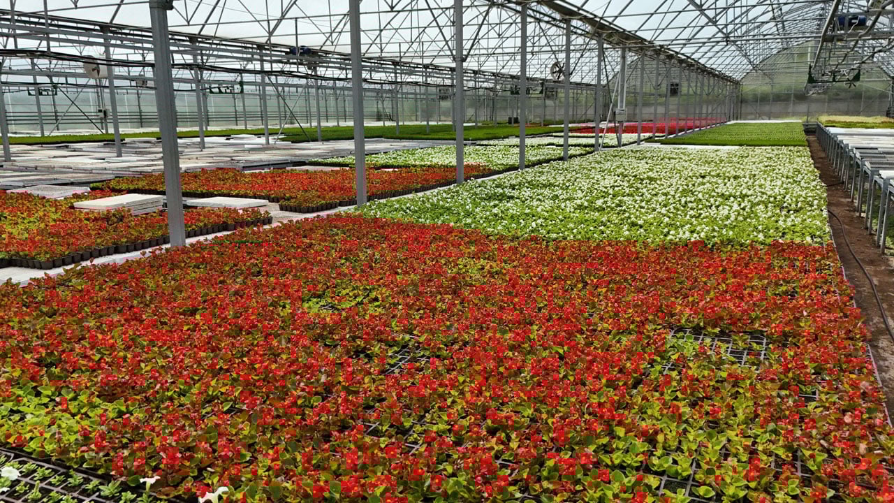 Foto - İnanması güç ama doğru! Bu şehirde çöpten çiçek üretiliyor