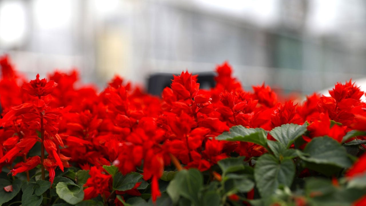 Foto - İnanması güç ama doğru! Bu şehirde çöpten çiçek üretiliyor