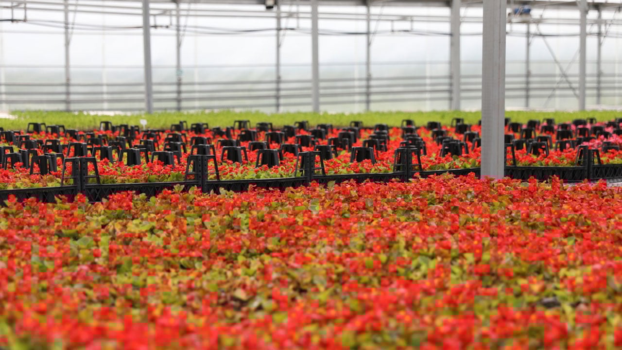 Foto - İnanması güç ama doğru! Bu şehirde çöpten çiçek üretiliyor