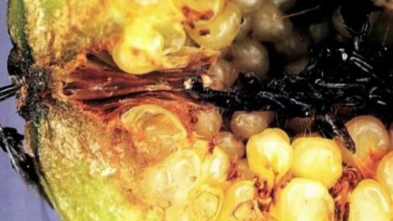 Foto - İncirin bilinmeyen faydaları ortaya çıktı!