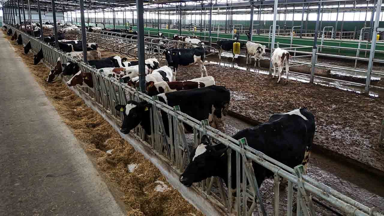 Foto - İnek yatağı sütü uçurdu: Konfor geldi, verim arttı