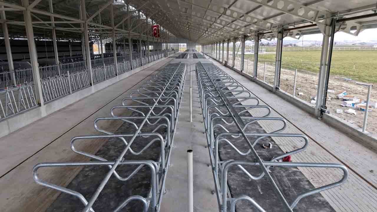 Foto - İnek yatağı sütü uçurdu: Konfor geldi, verim arttı