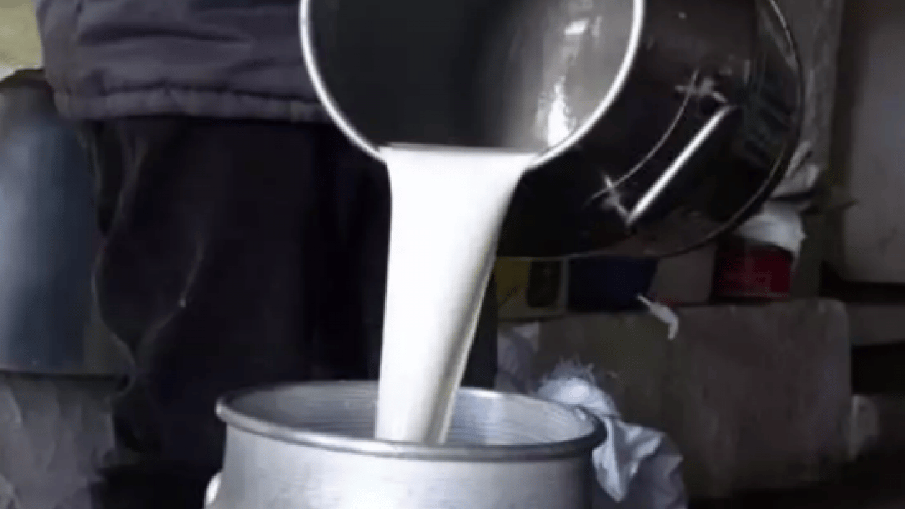 Foto - İnekler kesiliyor artık sütte bulamayacağız diyorlardı... Son üç yıldır süt üretimimiz rekor üstüne rekor kırıyor