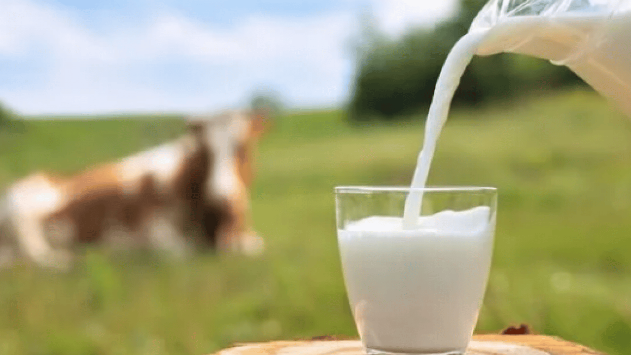 Foto - İnekler kesiliyor artık sütte bulamayacağız diyorlardı... Son üç yıldır süt üretimimiz rekor üstüne rekor kırıyor