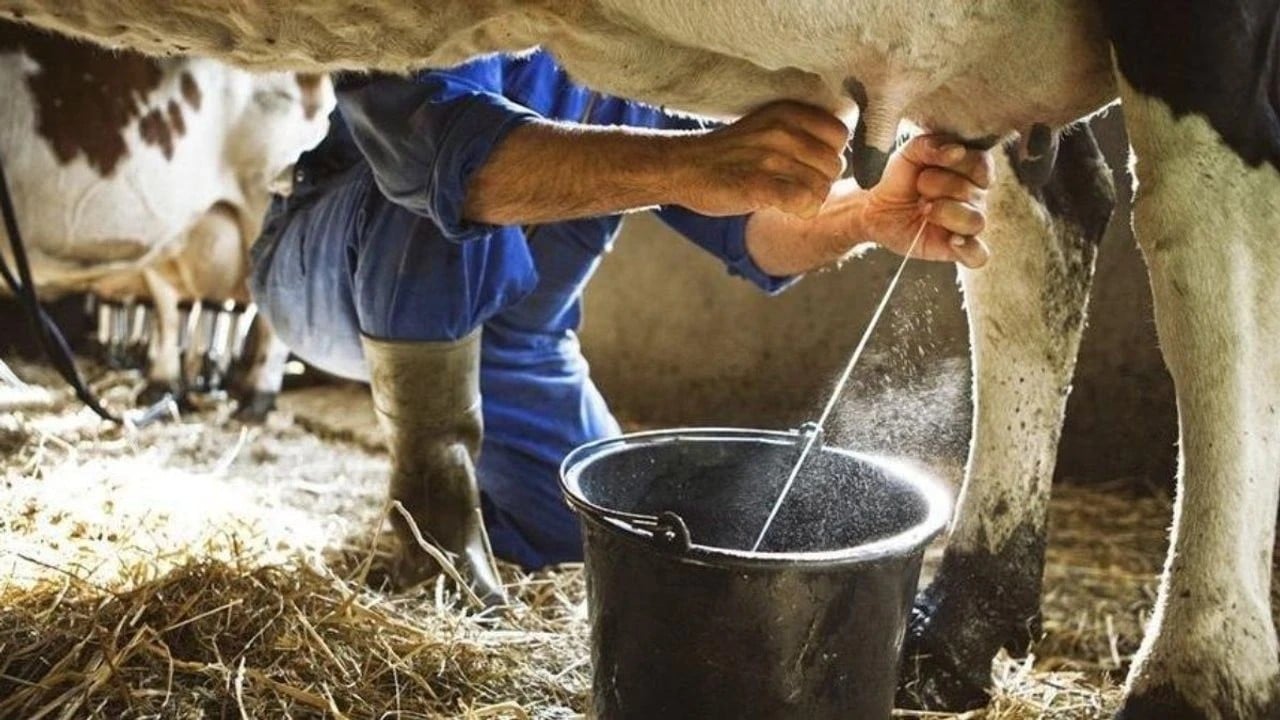 Foto - İnekler "sütten kesildi" üretim düştü!