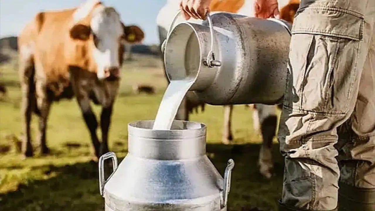 Foto - İnekler "sütten kesildi" üretim düştü!