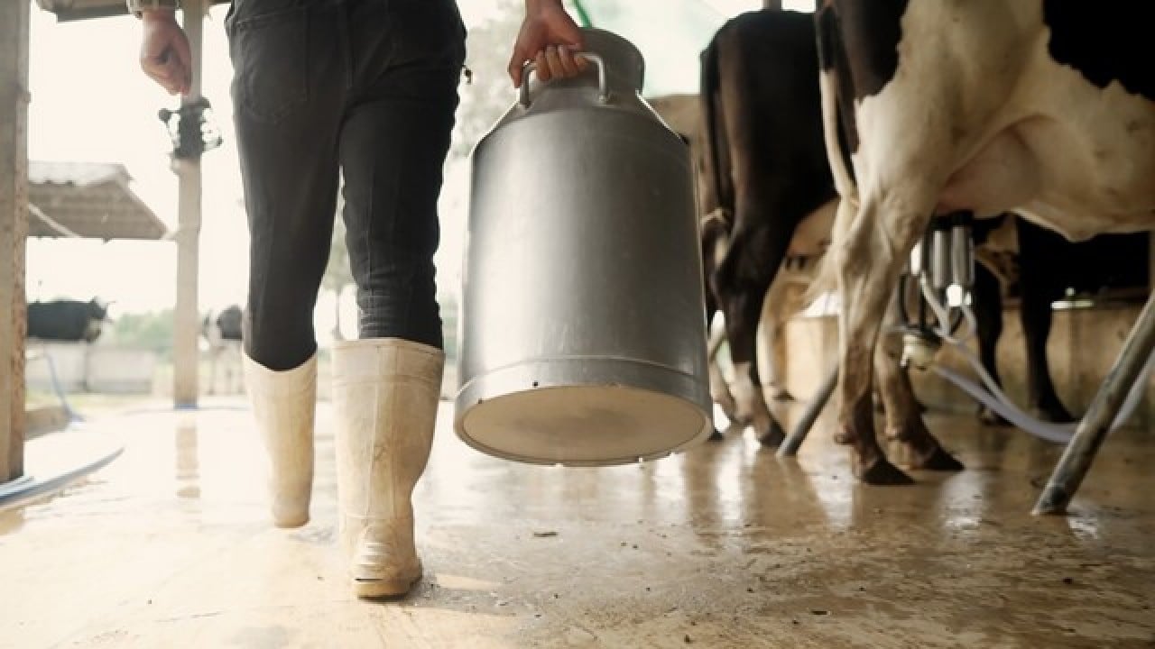Foto - İnekler "sütten kesildi" üretim düştü!