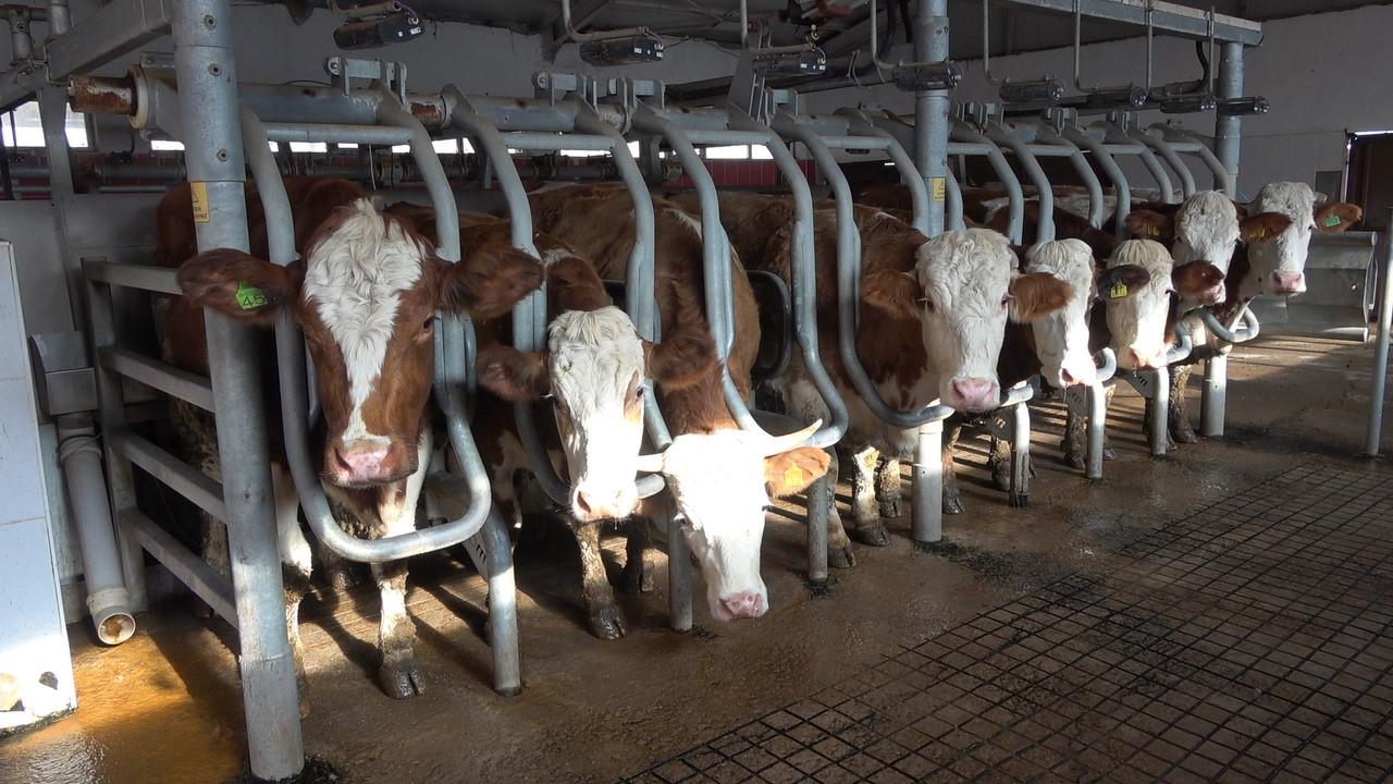 Foto - İnekler "sütten kesildi" üretim düştü!