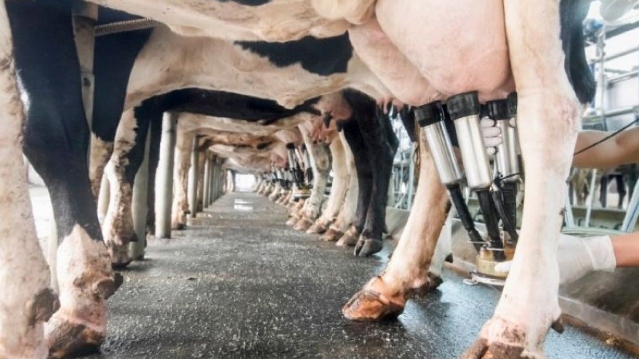 Foto - İnekler "sütten kesildi" üretim düştü!