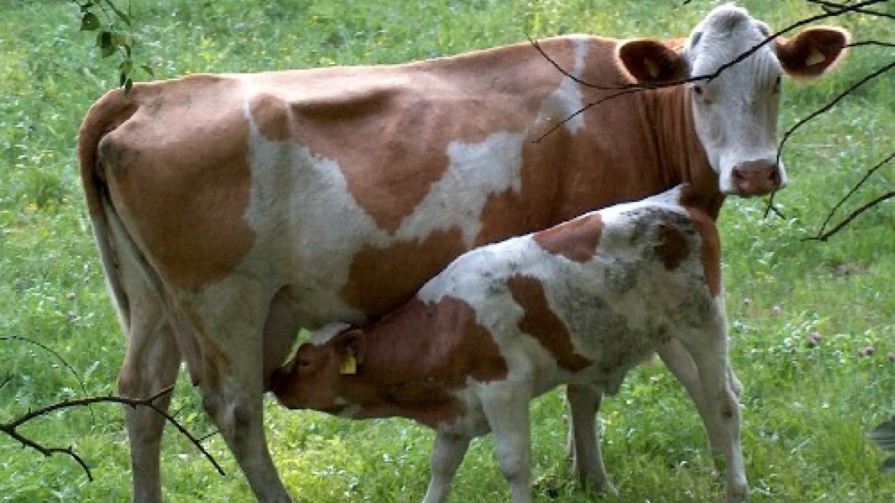 Foto - İnekler "sütten kesildi" üretim düştü!