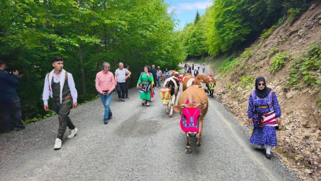 Foto - İnekleri rengârenk süslediler! Geleneksel yayla göçü başladı