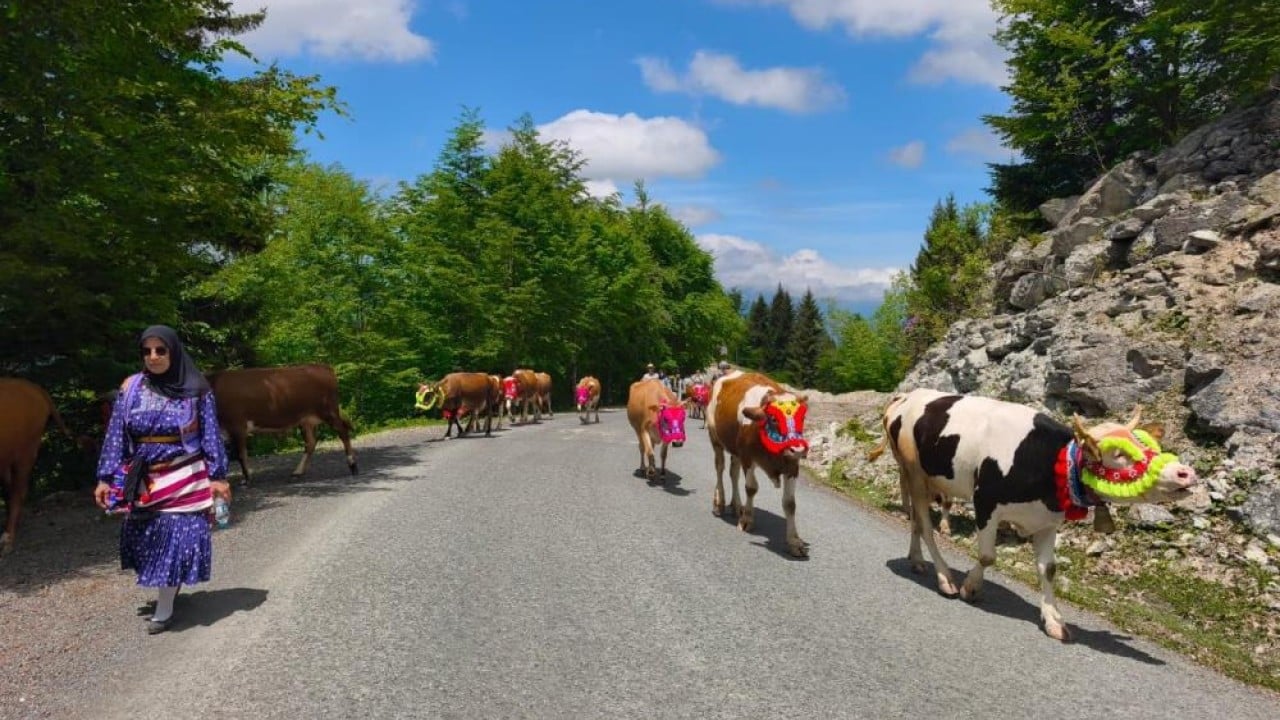 Foto - İnekleri rengârenk süslediler! Geleneksel yayla göçü başladı