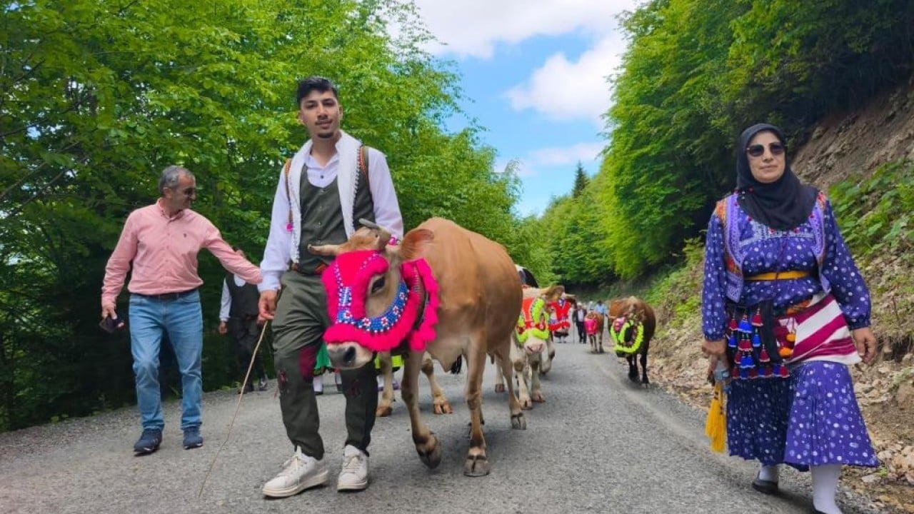 İnekleri rengârenk süslediler! Geleneksel yayla göçü başladı